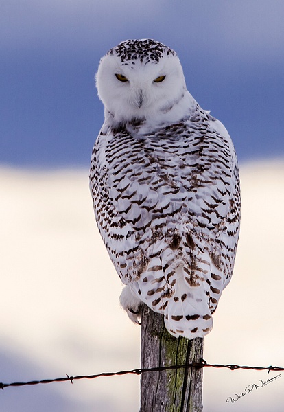 Snowy Owl_IMG_6048 - Snowy Owl - Walter Nussbaumer Photography 