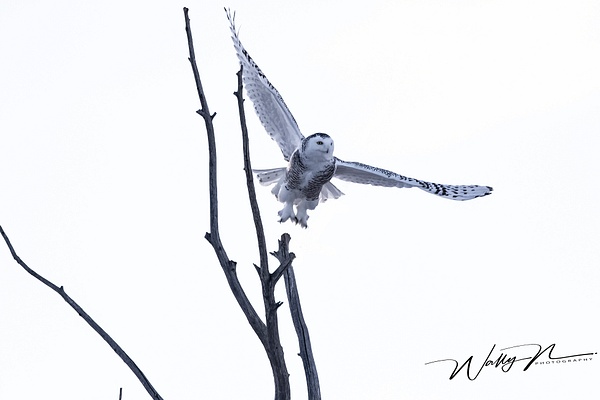 SO_R8A9902 - Snowy Owl - Walter Nussbaumer
