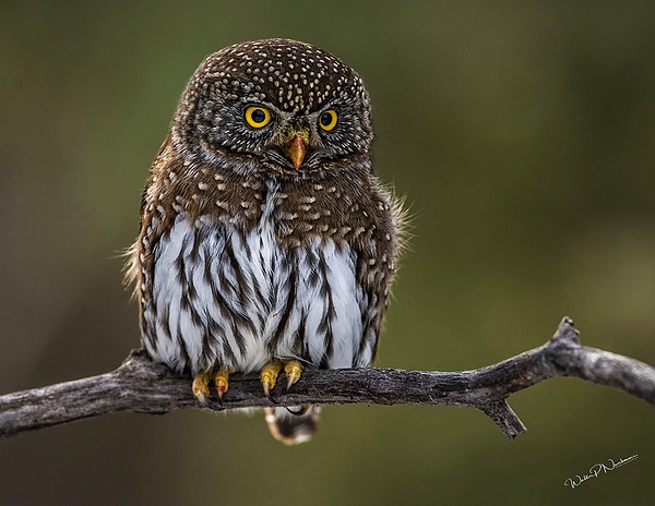 Pygmy Owl_0R8A9848 - Walter Nussbaumer