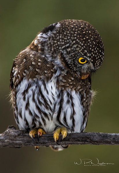 Northern Pygmy Owl(B)_0R8A9801 - Pygmy Owl - Walter Nussbaumer