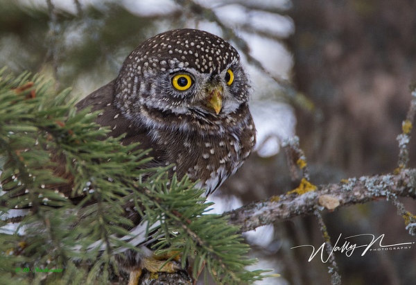 Northern Pygmy Owl_0R8A9850 - Pygmy Owl - Walter Nussbaumer