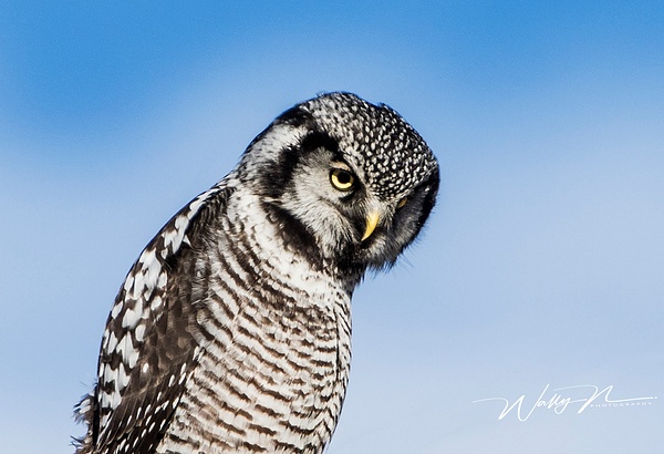NHO_0R8A9335 - Northern Hawk Owl - Northern Hawk Owl 