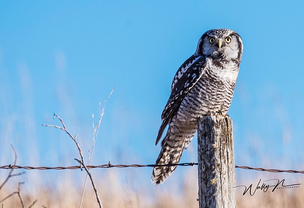 NHO_DSC4995 - Northern Hawk Owl - Northern Hawk Owl 