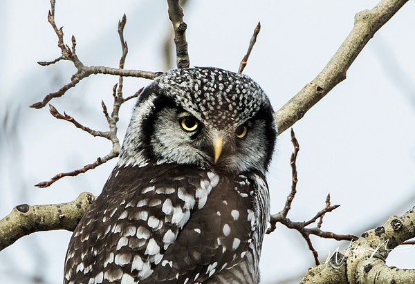 Northern hawk Owl_0R8A9264 - Northern Hawk Owl - Northern Hawk Owl