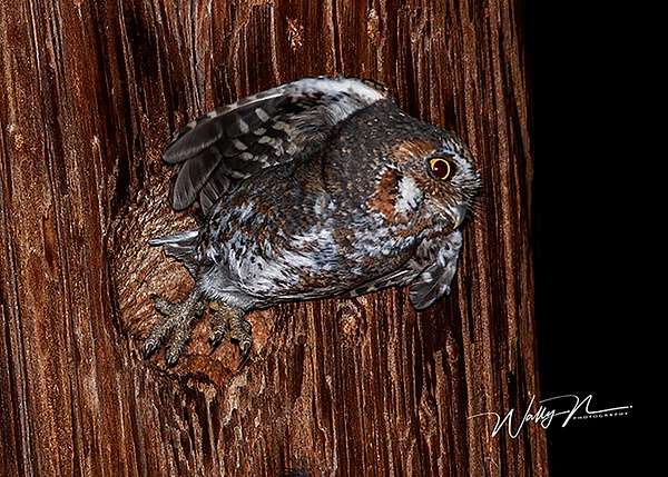Elf Owl_B_IMG_1332 - Misc Owls - Walter Nussbaumer Photography 