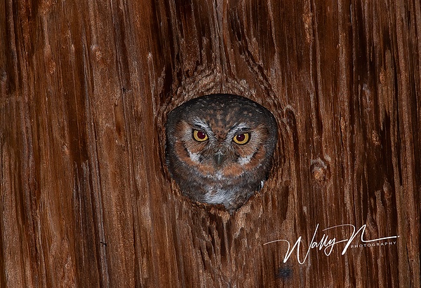 Elf Owl_B__IMG_1329 - Misc Owls - Walter Nussbaumer Photography  