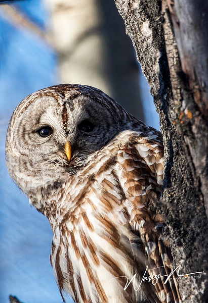 Barred Owl_0R8A6645 - Misc Owls - Walter Nussbaumer Photography  