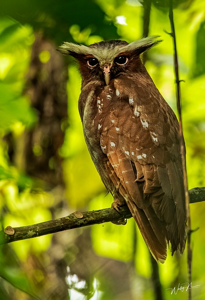 Crested Owl(B)_024A2373 - Walter Nussbaumer