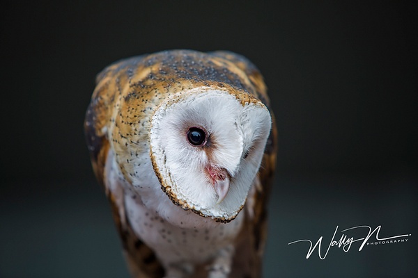 Barn Owl_73A1159 - Misc Owls - Walter Nussbaumer Photography 