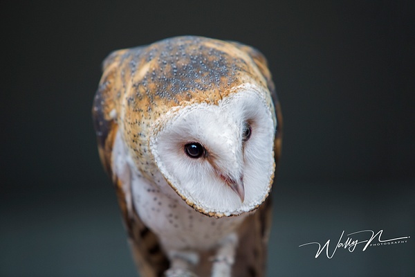 Barn Owl_73A1158 - Misc Owls - Walter Nussbaumer Photography 