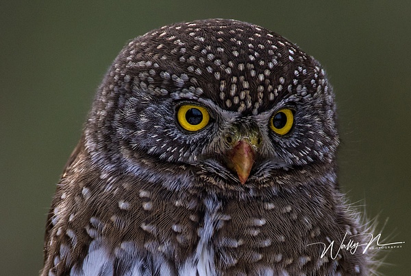 Northern Pygmy Owl_0R8A9849 - Walter Nussbaumer 