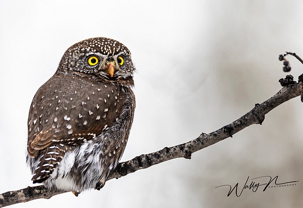 Pygmy Owl_0R8A9687 - Pygmy Owl -Walter Nussbaumer Photography 