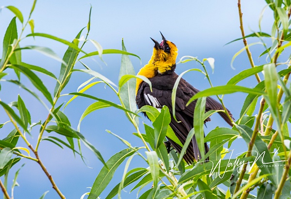 Yellow Headed Blackbird_073A3697 - Birds - Walter Nussbaumer Photography  