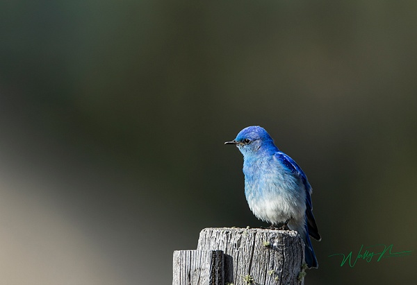 Mountain Bluebird_0R8A9972 - Birds - Walter Nussbaumer Photography 