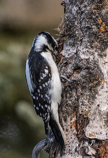 Woodpecker_0R8A0083 - Birds - Walter Nussbaumer Photography 
