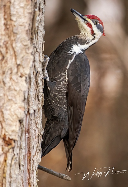 Piliated Woodpecker_0R8A0136 - Birds - Walter Nussbaumer Photography  