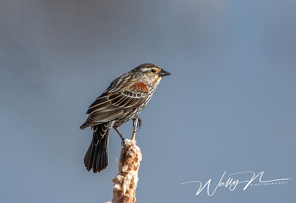 Red-wing Blackbird (female)_R8A8170 - Birds - Walter Nussbaumer Photography 