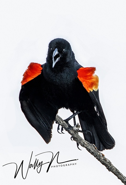 RW Blackbird_R8A7899 - Birds - Walter Nussbaumer Photography 