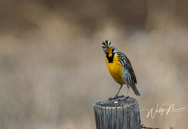 Meadowlark_R8A7635 - Birds - Walter Nussbaumer Photography  