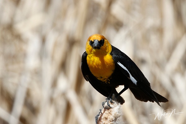 Yellow Headed Blackbird_R8A8252 - Birds - Walter Nussbaumer Photography  