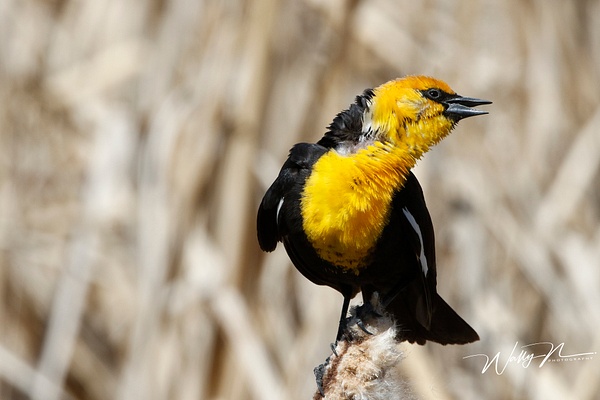 Yellow Headed Blackbird_R8A8256 - Birds - Walter Nussbaumer Photography 