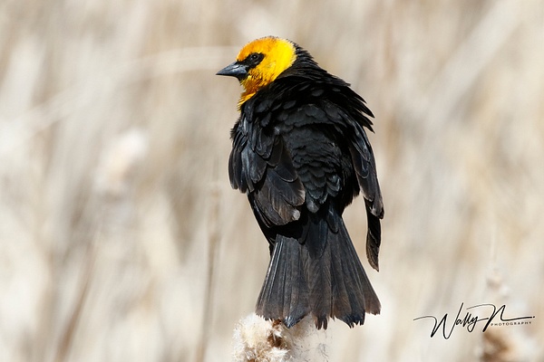 Yellow Headed Blackbird_R8A8241_ - Birds - Walter Nussbaumer Photography  