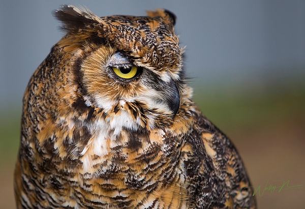 Great Horned Owl_73A1271 - Walter Nussbaumer