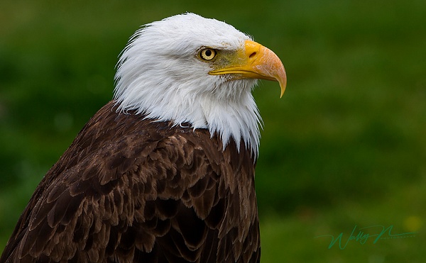 Bald Eagle_73A1200 - Raptors - Walter Nussbaumer Photography 