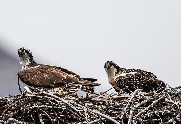 Osprey Ma and Pa_0R8A8962 - Raptors - Walter Nussbaumer Photography  