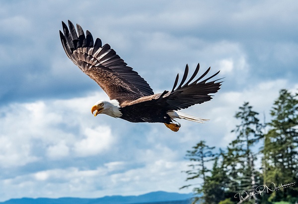 Eagle_DSC3650 - Raptors - Walter Nussbaumer Photography  
