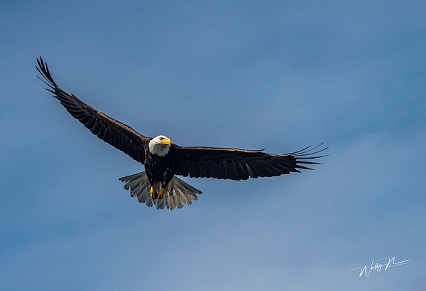 bald eagle_DSC3530 - Raptors - Walter Nussbaumer Photography  