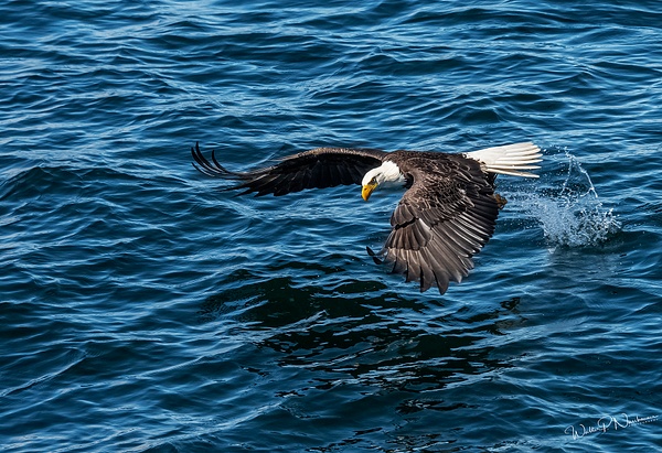 Bald Eagle_DSC3547 - Raptors - Walter Nussbaumer Photography  