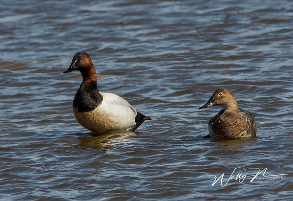 Canvas Back073A6593 - Waterfowl - Walter Nussbaumer Photography 