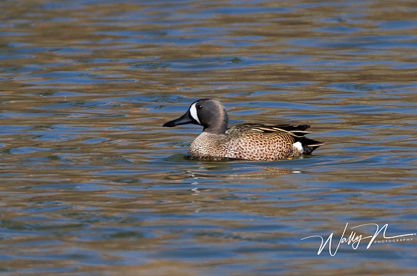 Blue Winged Teal_IMG_6580 - Waterfowl - Walter Nussbaumer Photography  