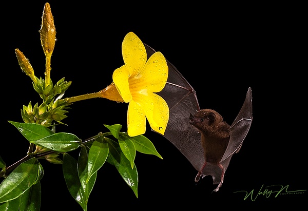 Bat_DSC2847 - Tropical Birds - Walter Nussbaumer Photography 