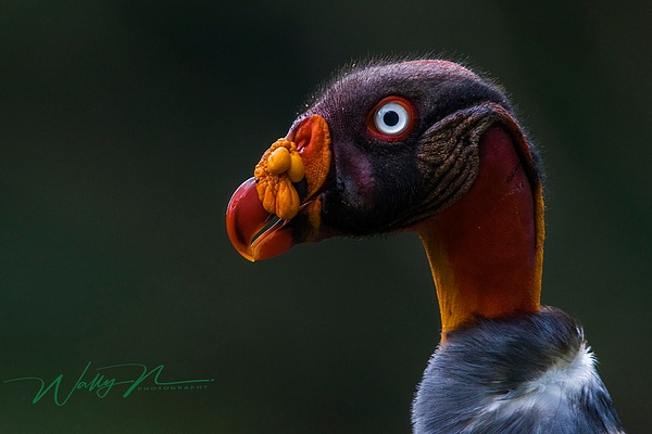 King Vulture_0R8A5673 - Tropical Birds - Walter Nussbaumer Photography 