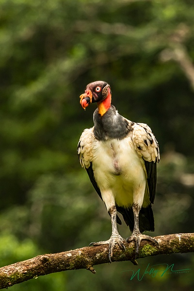 King Vulture_0R8A6233 - Tropical Birds - Walter Nussbaumer Photography  