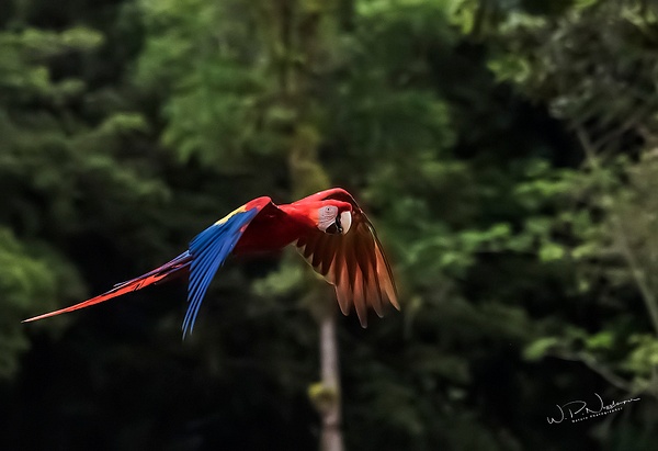 Macaw_DSC3493 - Tropical Birds - Walter Nussbaumer Photography  