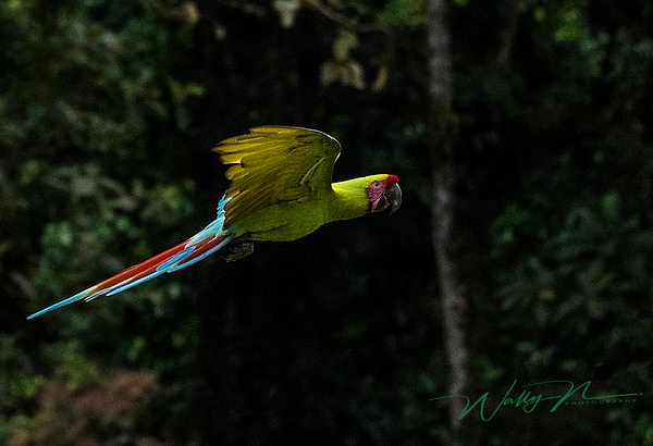 Macaw_DSC3482 - Tropical Birds - Walter Nussbaumer Photography 