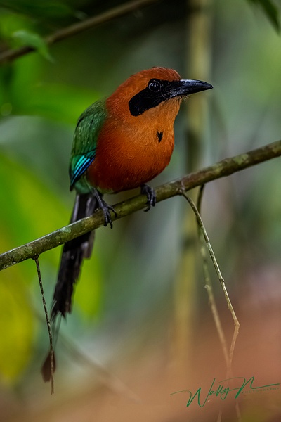 Rufous MotMot_IMG_0008 - Tropical Birds - Walter Nussbaumer Photography 