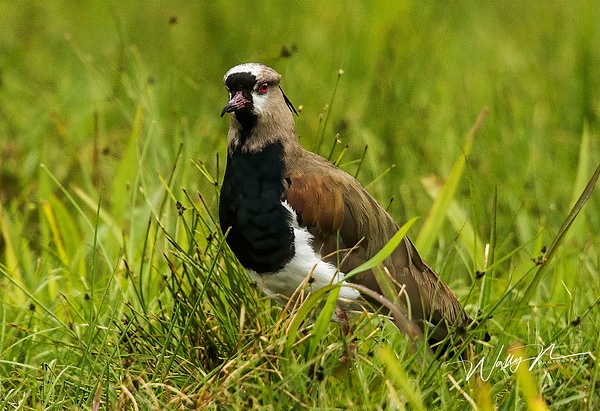 Southern Lapwing_024A0268 - Walter Nussbaumer
