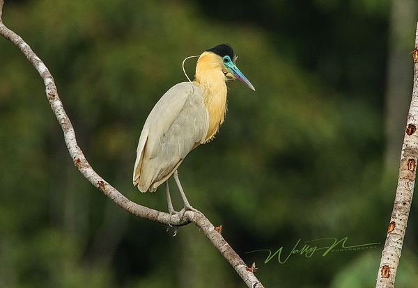 Capped Heron_0R8A2447 - Tropical Birds - Walter Nussbaumer Photography 
