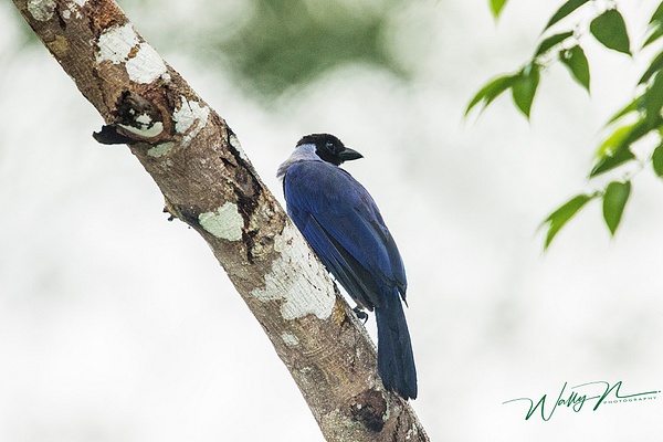 Violaceous Jay_0R8A2393 - Tropical Birds - Walter Nussbaumer Photography 