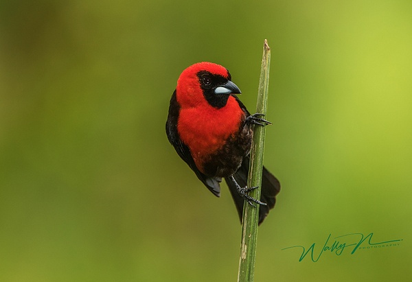 Masked Crimsion Tanager_0R8A2506 - Tropical Birds - Walter Nussbaumer Photography  