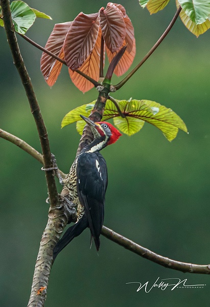 Lineated Woodpecker_0R8A2427 - Tropical Birds - Walter Nussbaumer Photography  