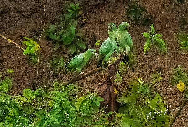 Mealy  Parrots_ppt_0R8A0967 - Tropical Birds - Walter Nussbaumer Photography  
