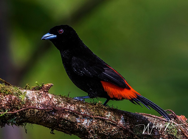 Passerini's Tanager_0R8A5589 - Tropical Birds - Walter Nussbaumer Photography  