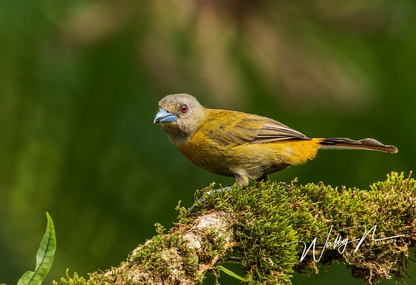 Passerini's Tanager (F)_0R8A5594 - Tropical Birds - Walter Nussbaumer Photography 