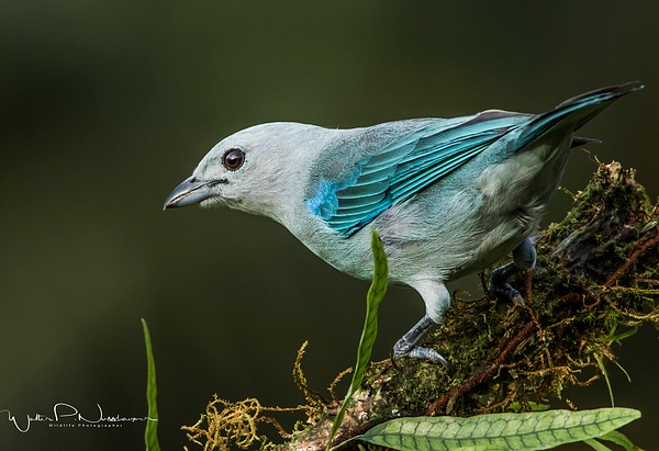 Blue Grey Tanager_0R8A5225 - Tropical Birds - Walter Nussbaumer Photography  