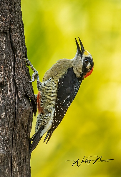 Black Cheeked Woodpecker_0R8A5132 - Tropical Birds - Walter Nussbaumer Photography  